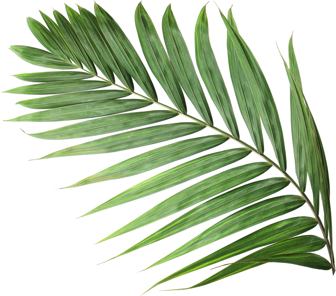 Tropical Nature Green Palm Leaf