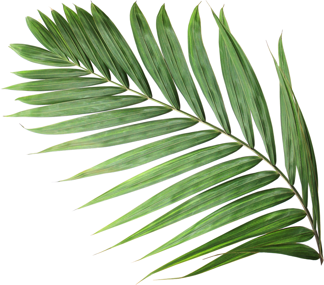 Tropical Nature Green Palm Leaf